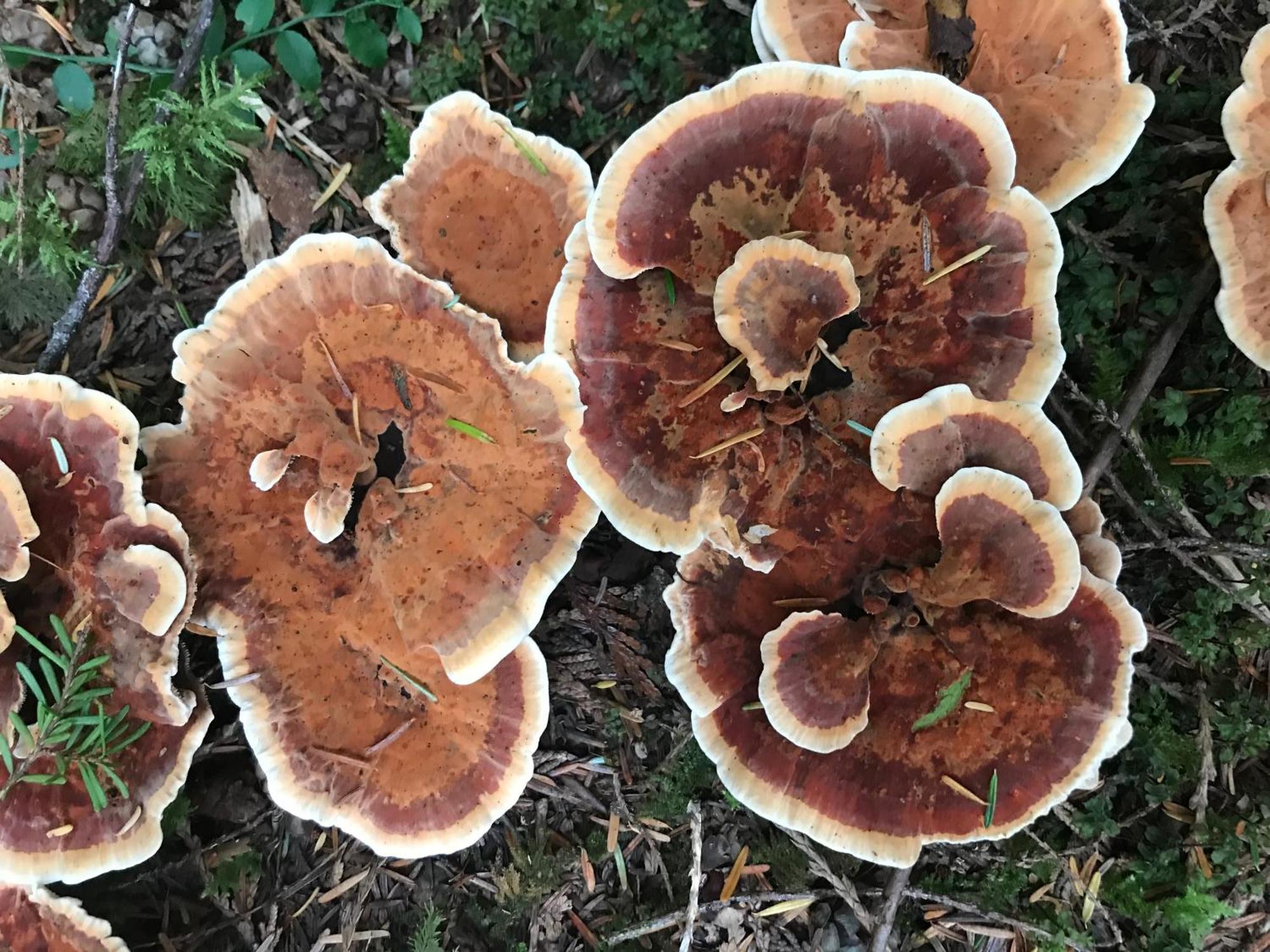 Alert Bay Sweet Home 外观 照片